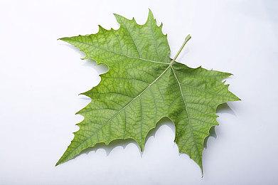 《剑与魔法与学园2》重制版公布 登陆PS4和Switch